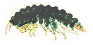 Hyal_variabilis_s