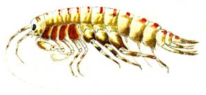 Odonto_calcaratus_s
