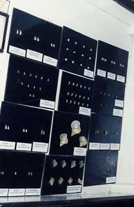 Mollusca1_s