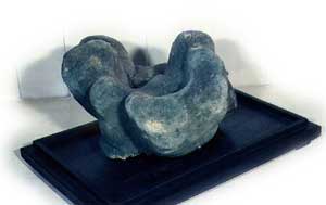Spongia1_s