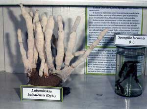 Spongia2_s