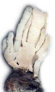 Spongia3_s
