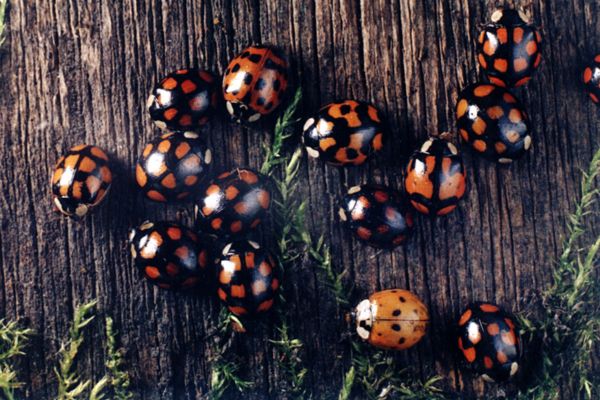 Нашествие божьих коровок