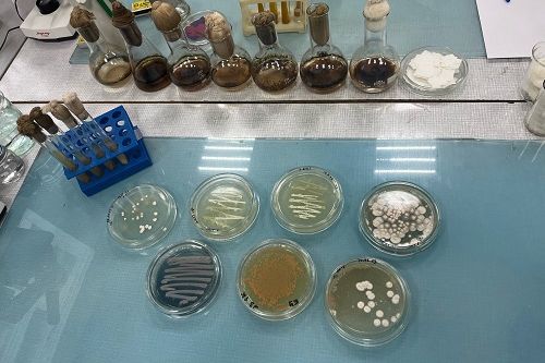 Профпроба "БИОРЕМЕДИАТОР"