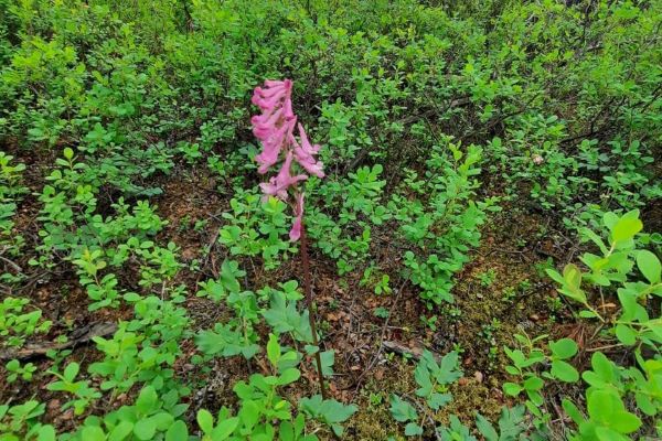 Экспедиционные исследования в Бодайбинском районе Иркутской области