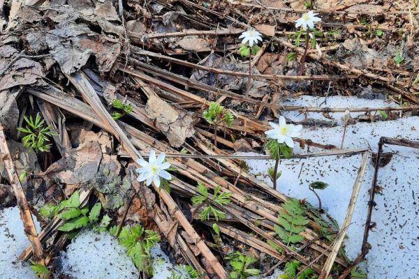 Миниэкспедиция на хребет Хамар-Дабан.