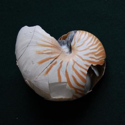 Экспонаты Музея зоологии беспозвоночных