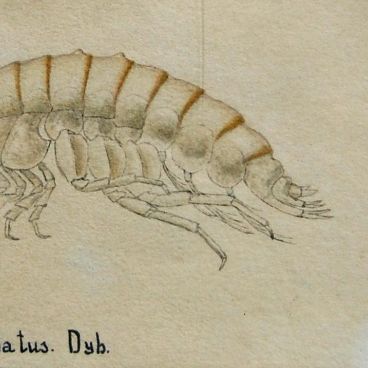 Бокоплавы озера Байкал. Акварели В.Ч. Дорогостайского