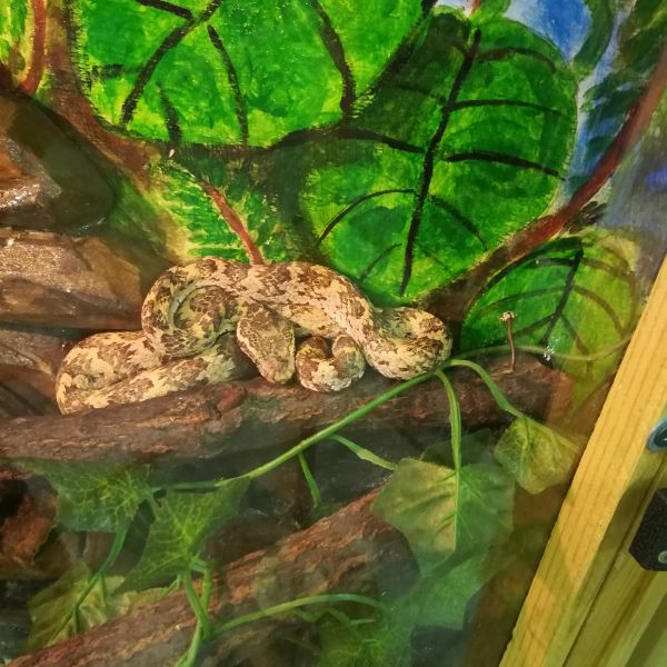 Змеи, лягушки, тараканы и прочие очаровательные создания